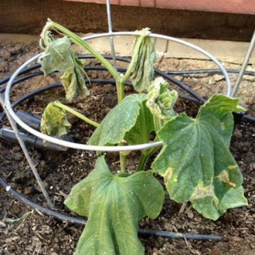 Культурное растение огурец. Растение огурец: основные биологические особенности