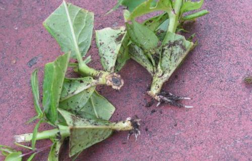 Как размножить флоксы осенью. Размножение корневыми черенками