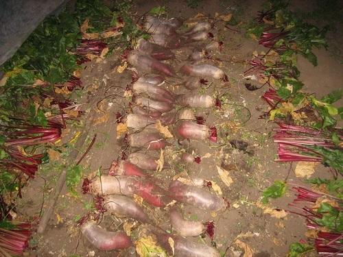 Время уборки урожая свеклы и моркови. Что необходимо знать о сроках уборки свеклы и моркови?