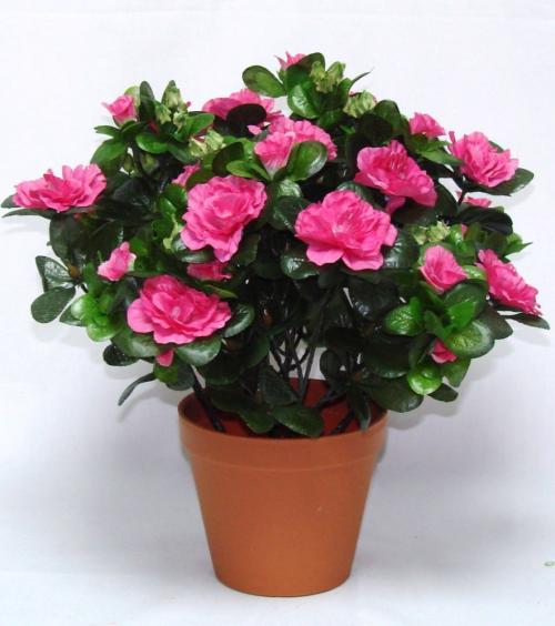 Домашние растения с названиями. Ядовитые комнатные цветы и растения фото и названия