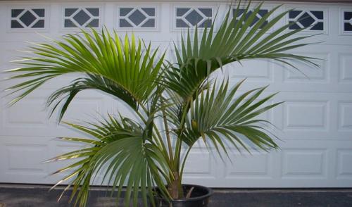 Комнатная пальма Ховея уход в домашних условиях. Как ухаживать в домашних условиях