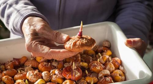 Уборка и хранение луковиц гладиолусов. Уборка и хранение гладиолусов