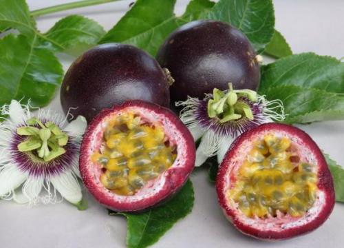 Что такое банановая пассифлора. Виды страстоцвета