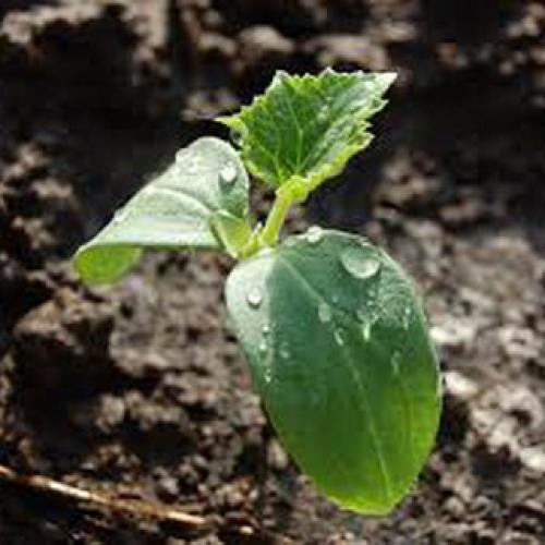 Культурное растение огурец. Растение огурец: основные биологические особенности