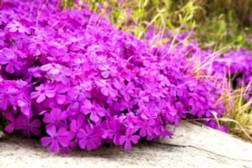 Как и когда рассадить флоксы весной. Виды и сорта флоксов