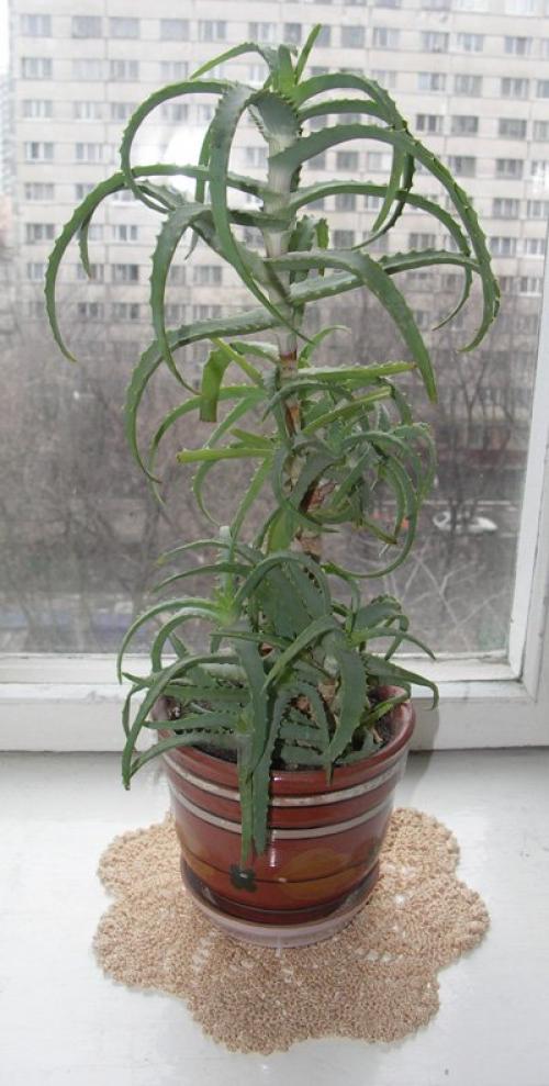 Алоэ древовидное. Описание