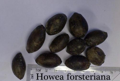 Ховея форстера уход в домашних условиях. Размножение