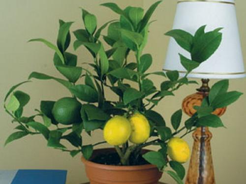 Виды цитрусовых комнатных растений