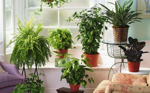 Комнатные цветы и растения от А до Я — каталог названий, фото, описание.