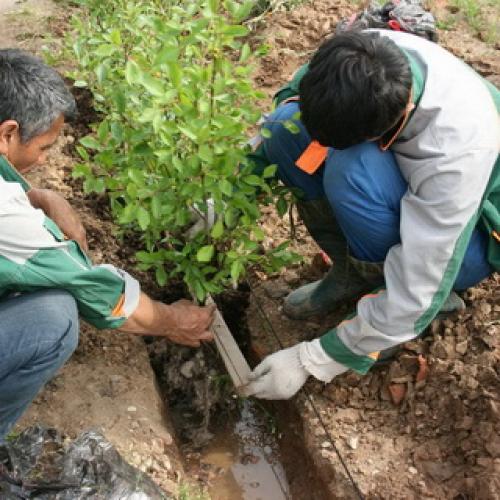 Как правильно сажать живую изгородь: правила, технология и схема посадки