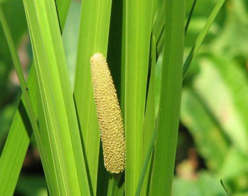 Водные и околоводные растения. Аир обыкновенный