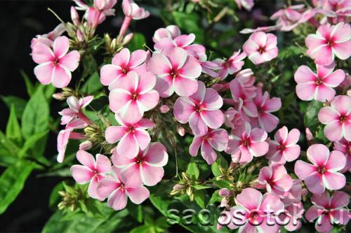 Когда садить флоксы многолетние. Борьба с вредителями и болезнями