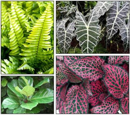 Декоративно-лиственные комнатные растения