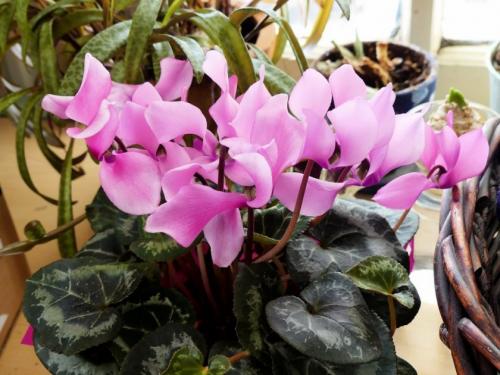 Цикламен персидский уход и пересадка. Какие условия нужно создать дома