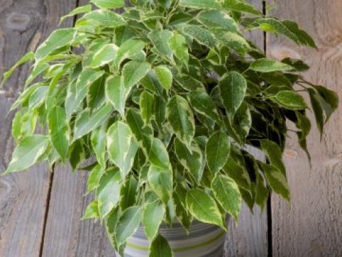 Как спасти фикус Бенджамина сохнут и опадают листья, что делать. Что делать, если фикус Бенджамина сбросил все листья?