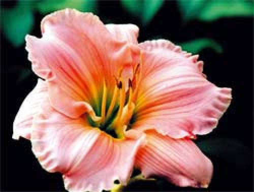 Как правильно посадить лилейник летом. Где и как сажать лилейники