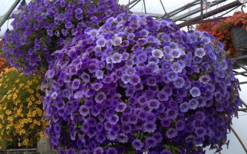 Укорененные черенки калибрахоа. Черенкование калибрахоа