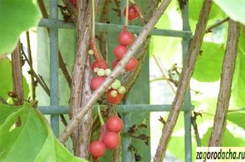 Китайский лимонник рецепты. Лимонник китайский – свойства