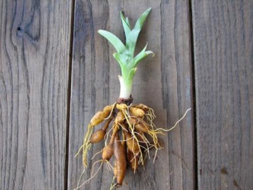 Посадка лилейников осенью когда и как посадить. Когда сажать лилейники