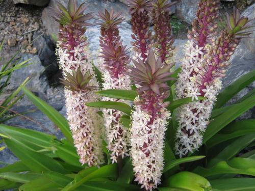 Луковичные комнатные растения фото и названия