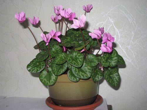 Цикламен персидский и Европейский отличия. Чем отличаются персидский и европейский цикламены?