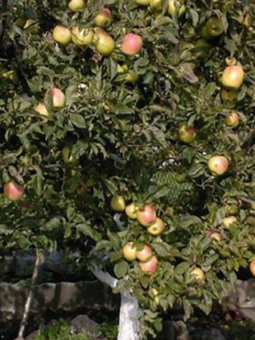 Культурные растения Плодовые. Плодовые культуры — это увлекательно