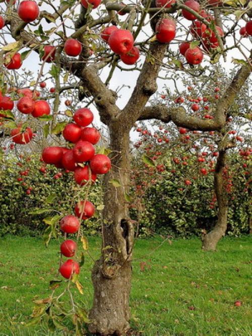 Культурные растения Плодовые. Плодовые культуры — это увлекательно
