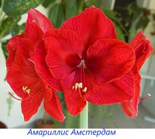 Амариллис или гиппеаструм. История появления в Европе и что делает цветы похожими