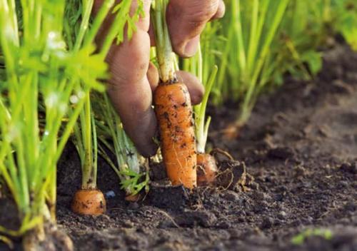 Морковь уборка урожая и хранение на зиму. Признаки готовности урожая к уборке