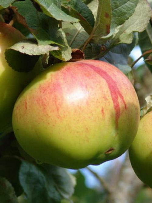 Культурные растения Плодовые. Плодовые культуры — это увлекательно