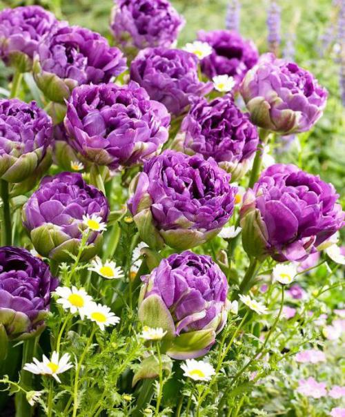 Махровые поздние тюльпаны. Поздноцветущие махровые тюльпаны