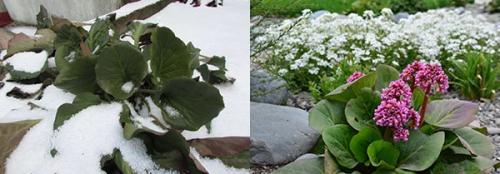 Бадан в цветнике. Даже под снежным покровом он выглядит отлично — бадан