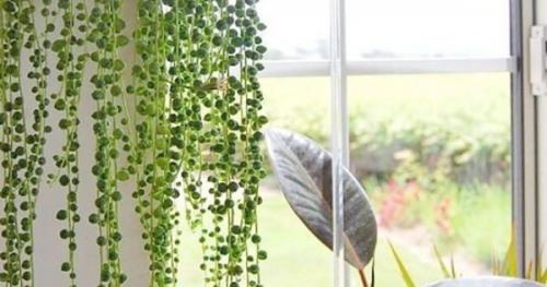 Декоративно-лиственные комнатные растения