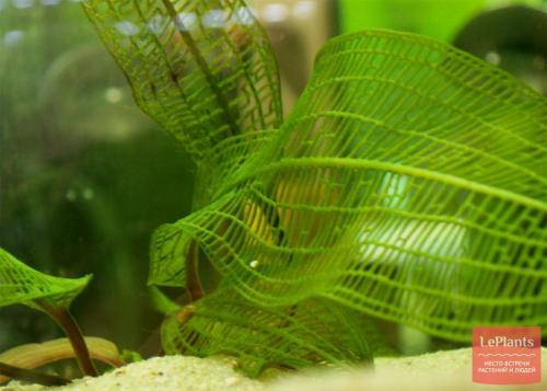 Цветы которые растут в воде дома. Водные растения