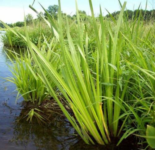 Водные и околоводные растения. Аир обыкновенный