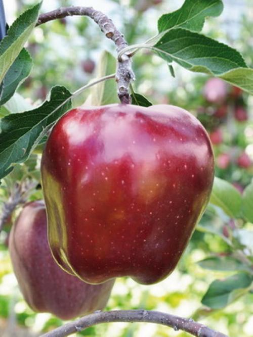 Культурные растения Плодовые. Плодовые культуры — это увлекательно