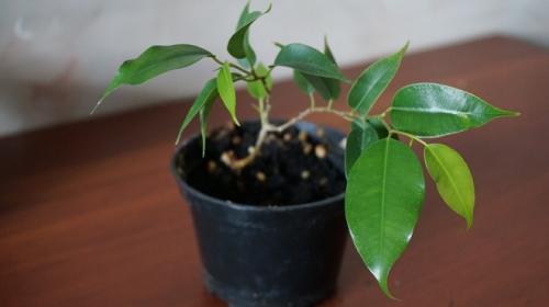 Почему фикус Бенджамина не растет и не выпускает новые побеги. Почему перестал расти фикус?