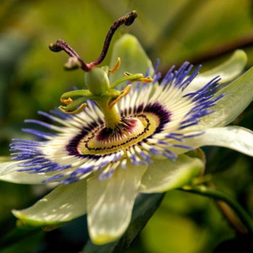 Что такое пассифлора красно белая. Растение пассифлора (страстоцвет): фото и описание