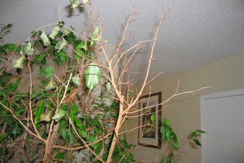 Почему не растет фикус в домашних условиях. Почему не растет фикус Бенджамина? Ищем ответы