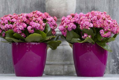 Каланхоэ Блоссфельда каландива микс уход в домашних условиях. Как ухаживать за каланхоэ каландива в домашних условиях