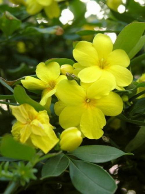 Желтые цветы похожие на одуванчики цветут в августе 2016
