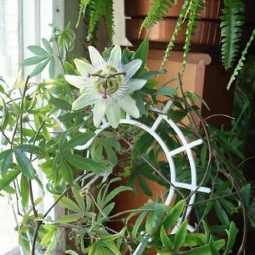 Пассифлора, что это такое. Растение пассифлора (страстоцвет): фото и описание