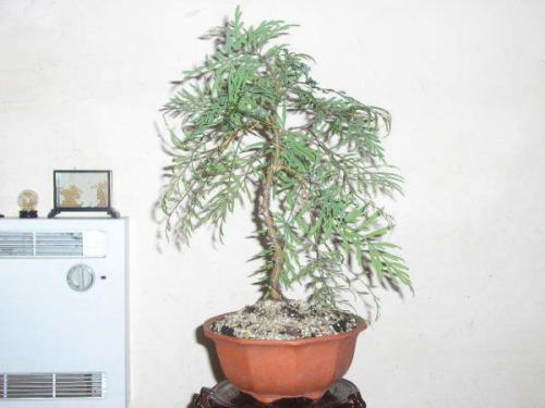 Декоративно-лиственные комнатные растения