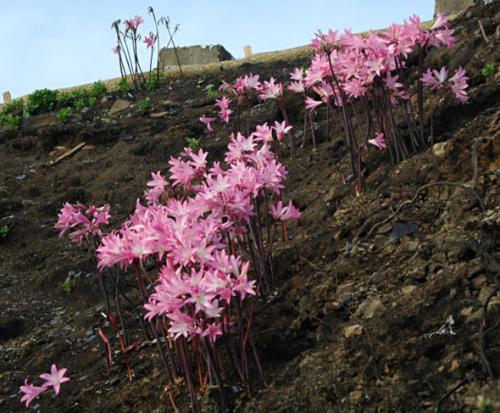Когда цветут садовые амариллисы. Амариллис садовый многолетний: посадка, выращивание и уход