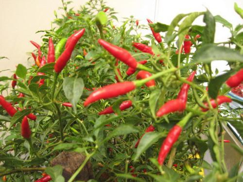 Группы культурных растений. Примеры названий культурных растений