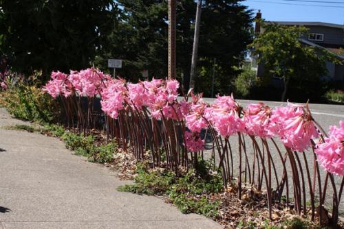 Когда цветут садовые амариллисы. Амариллис садовый многолетний: посадка, выращивание и уход