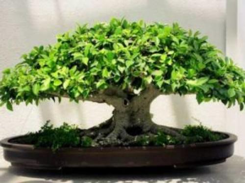 Декоративно лиственное комнатное растение. Архив по категории: Декоративно-лиственные