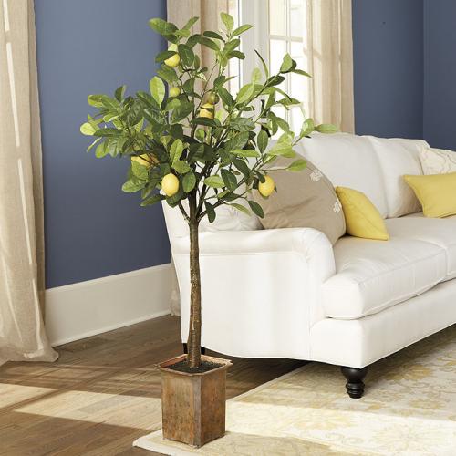 Уход за домашними цитрусовыми растениями. Домашние цитрусы и экзотика