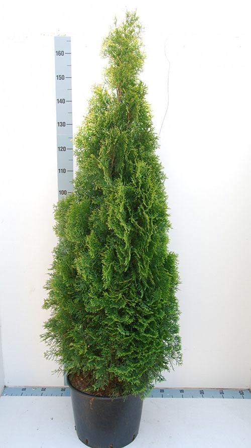 Как цветет туя. Описание и характеристики вечнозеленого растения