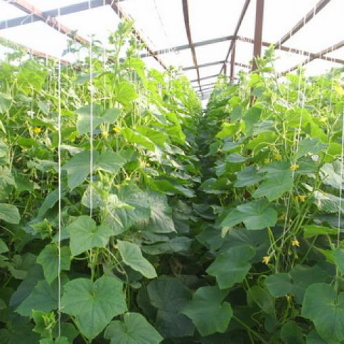 Культурное растение огурец. Растение огурец: основные биологические особенности